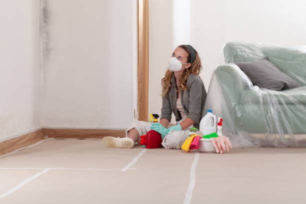 Reliable Basement Mold Remediation contractor in Highwood, IL by WQB Mold Removal